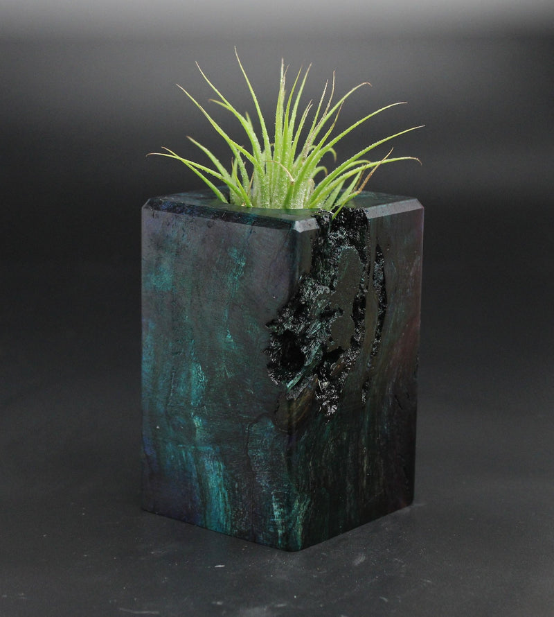Wood Burl  Air Plant Holder - Mckenzie (Wood Burl, 701546)