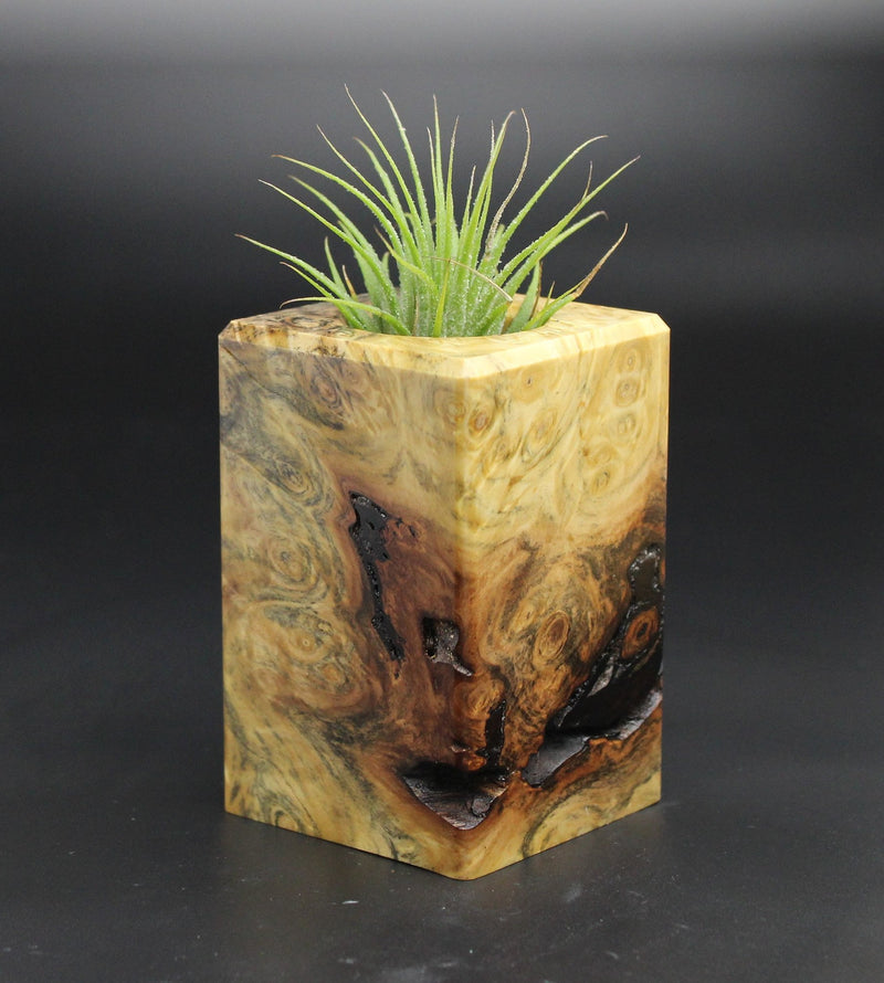 Wood Burl  Air Plant Holder - George (Wood Burl, 701547)