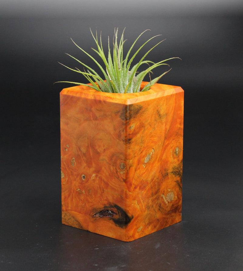 Wood Burl  Air Plant Holder - Leilani (Wood Burl, 701548)