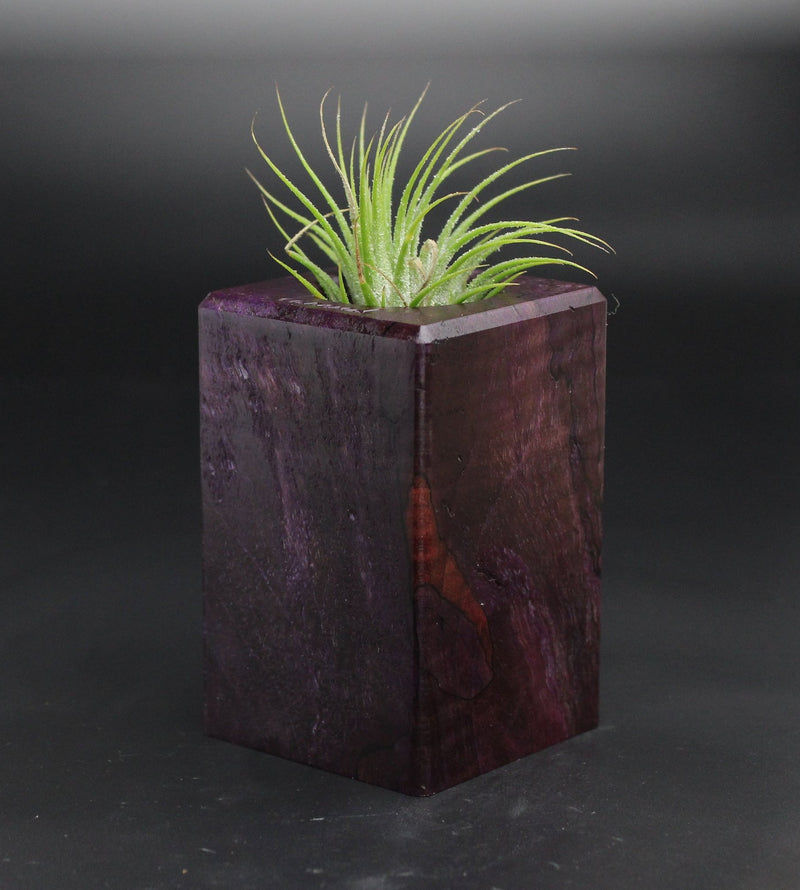 Wood Burl  Air Plant Holder - Brianna (Wood Burl, 701549)