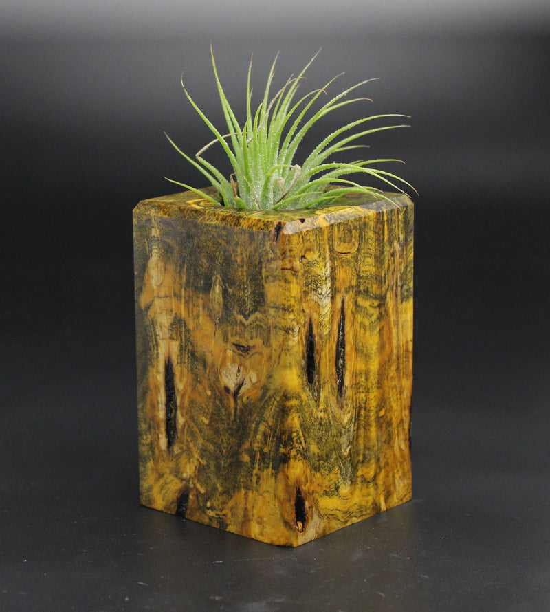 Wood Burl  Air Plant Holder - Shane (Wood Burl, 701550)