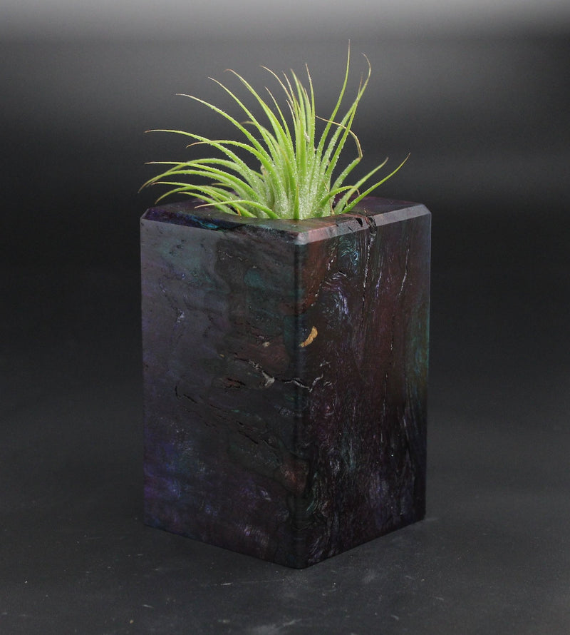 Wood Burl  Air Plant Holder - Josie (Wood Burl, 701551)