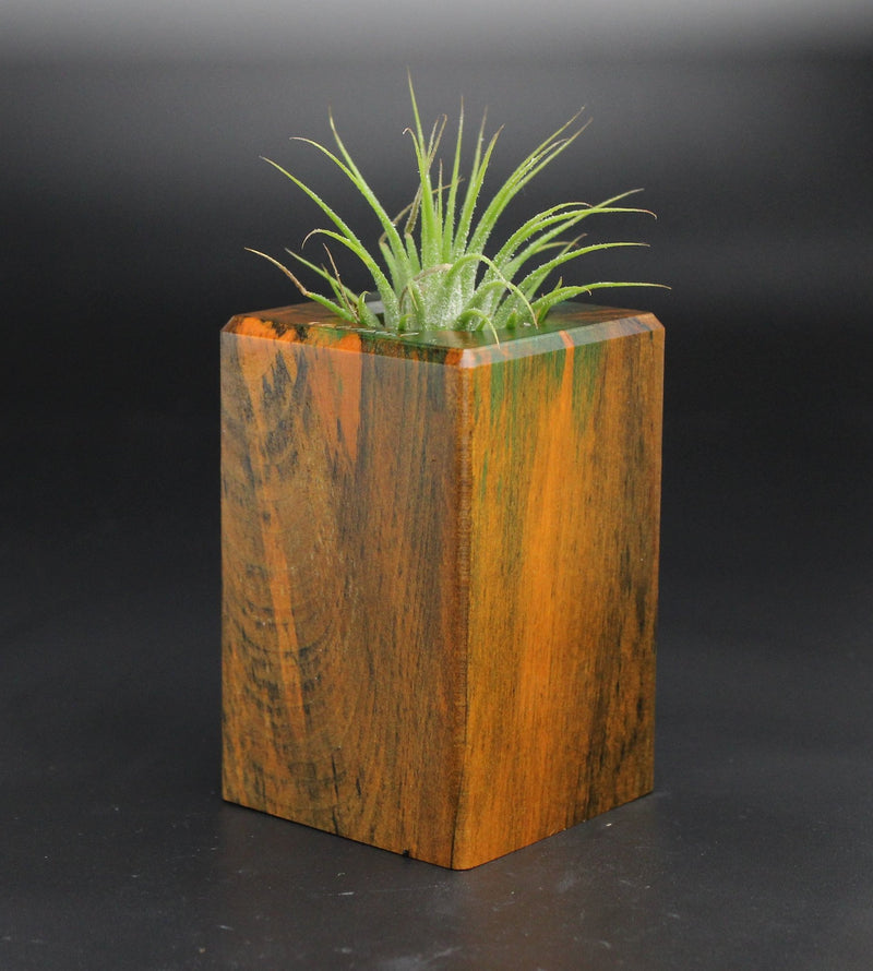 Wood Burl  Air Plant Holder - Deborah (Wood Burl, 701552)