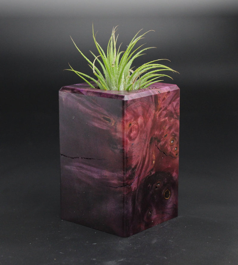 Wood Burl  Air Plant Holder - Lonnie (Wood Burl, 701553)