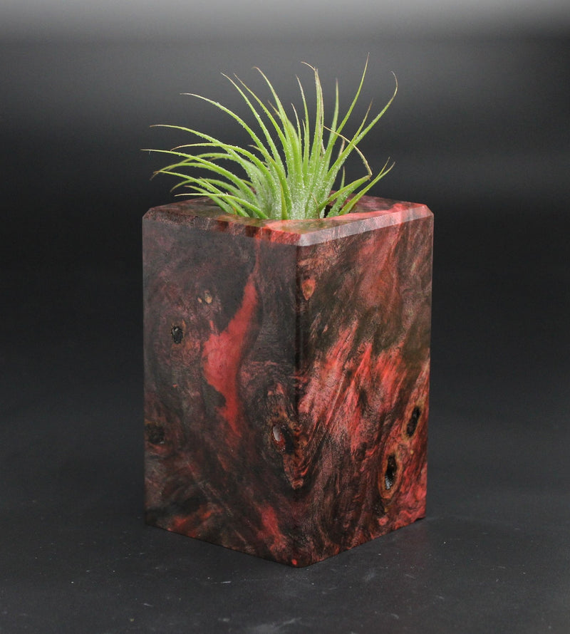 Wood Burl  Air Plant Holder - Chelsea (Wood Burl, 701554)