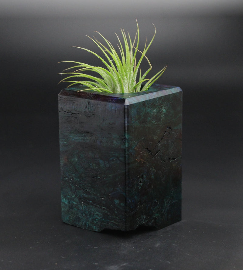Wood Burl  Air Plant Holder - Aubrie (Wood Burl, 701555)