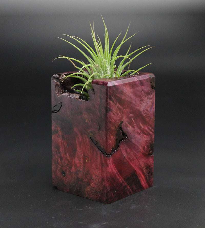 Wood Burl  Air Plant Holder - Ellis (Wood Burl, 701556)