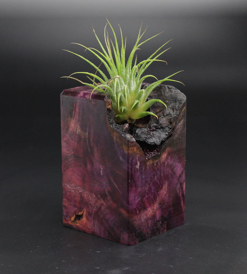 Wood Burl  Air Plant Holder - Alta (Wood Burl, 701557)