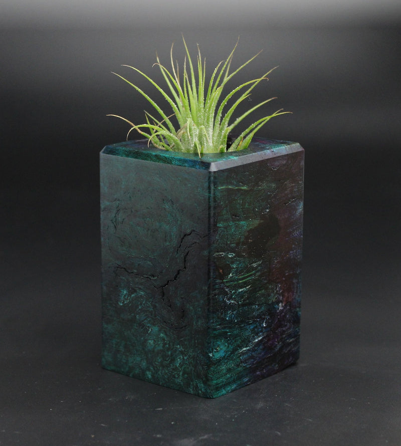 Wood Burl  Air Plant Holder - Allie (Wood Burl, 701558)