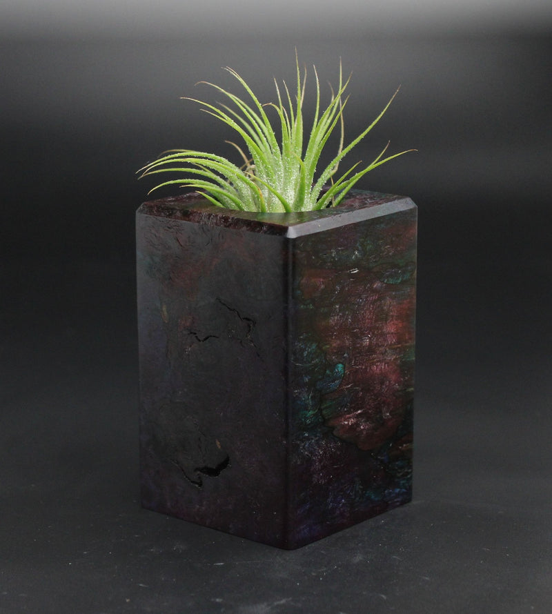 Wood Burl  Air Plant Holder - Debbie (Wood Burl, 701559)