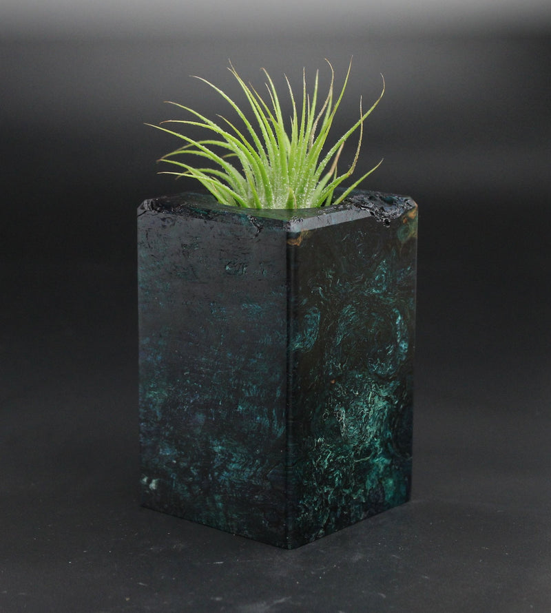 Wood Burl  Air Plant Holder - Brandon (Wood Burl, 701560)