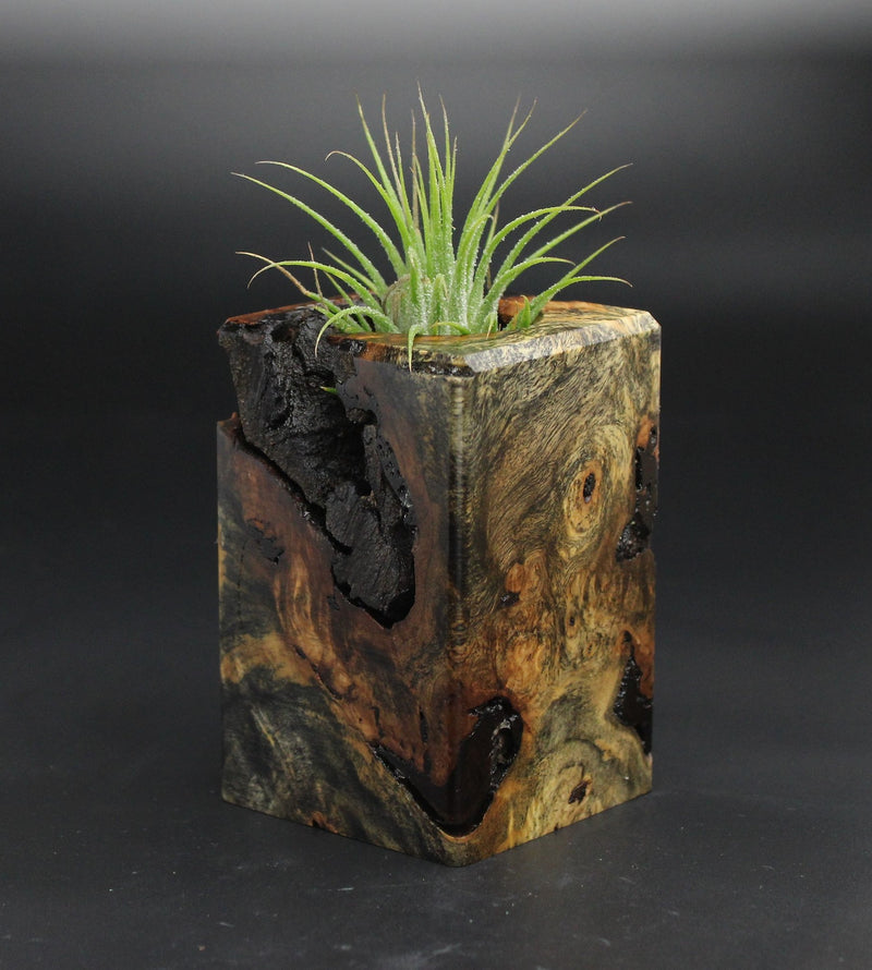 Wood Burl  Air Plant Holder - Nayeli (Wood Burl, 701561)