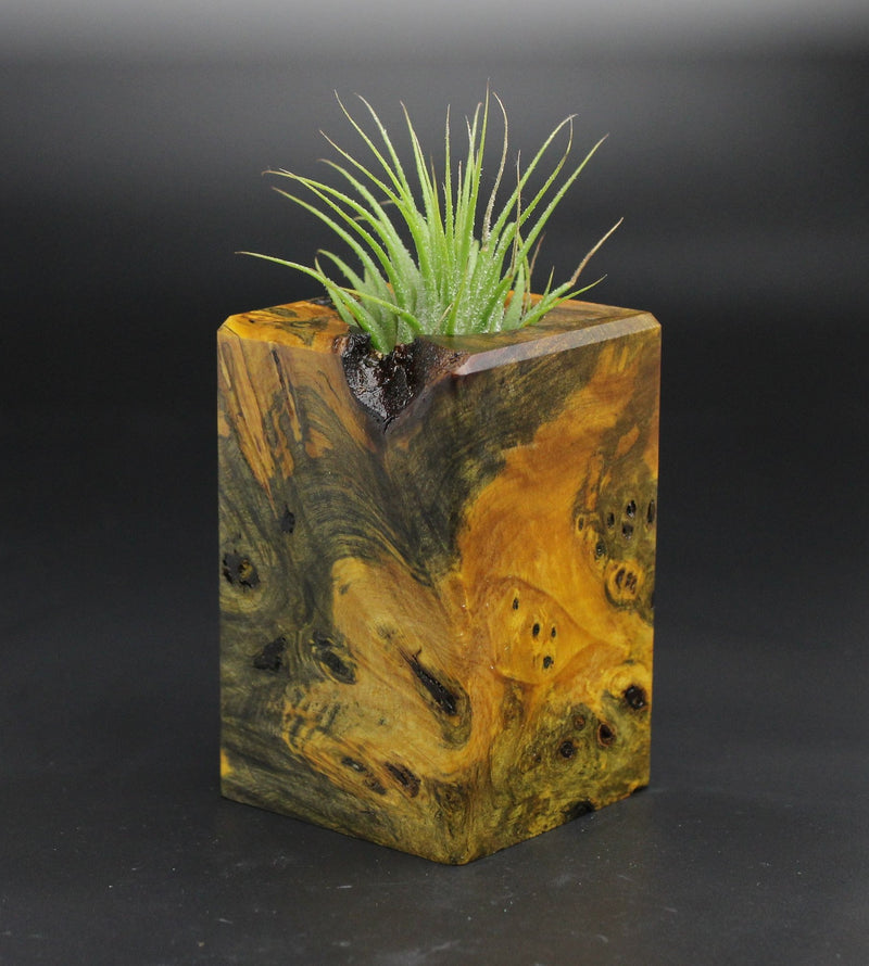 Wood Burl  Air Plant Holder - Lana (Wood Burl, 701563)