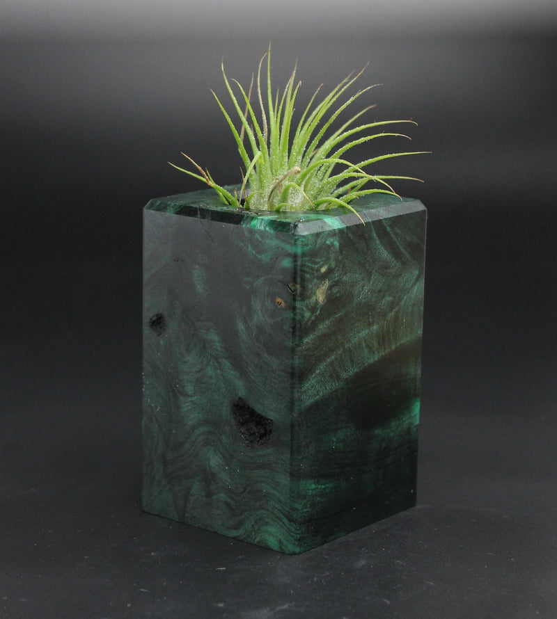 Wood Burl  Air Plant Holder - Salvatore (Wood Burl, 701564)