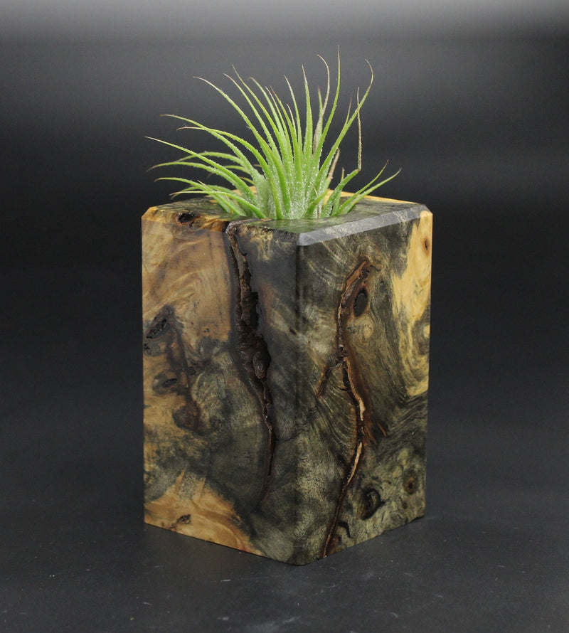 Wood Burl  Air Plant Holder - Kirk (Wood Burl, 701565)