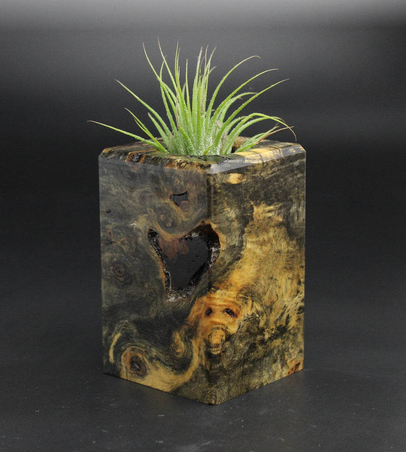 Wood Burl  Air Plant Holder - Tabitha (Wood Burl, 701566)