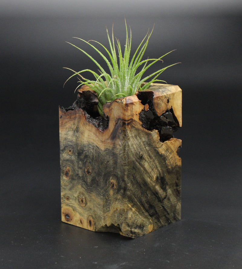 Wood Burl  Air Plant Holder - Alexia (Wood Burl, 701567)