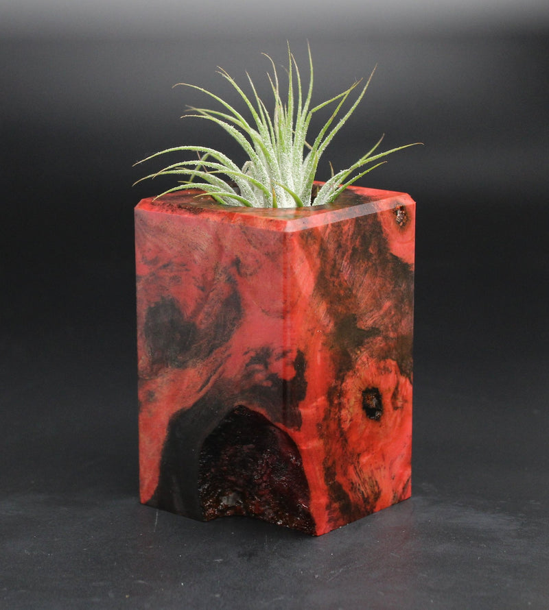 Wood Burl  Air Plant Holder - Skye (Wood Burl, 701569)