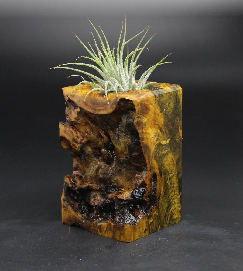 Wood Burl  Air Plant Holder - Rylie (Wood Burl, 701570)