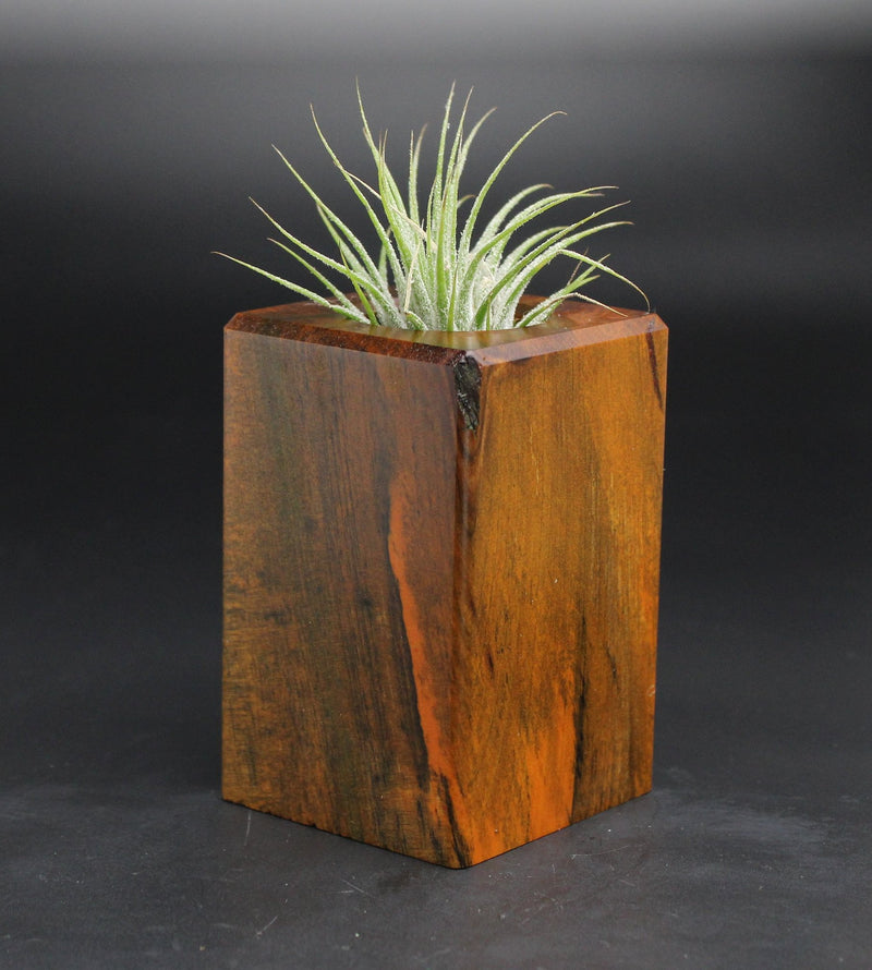 Wood Burl  Air Plant Holder - Janine (Wood Burl, 701571)
