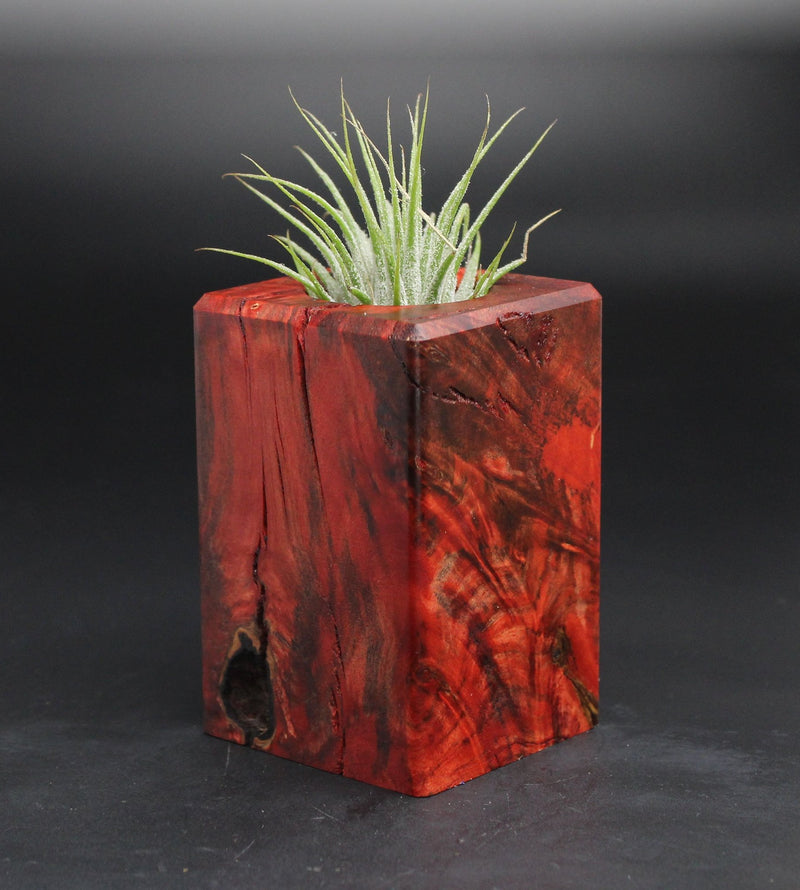 Wood Burl  Air Plant Holder - Lexi (Wood Burl, 701572)