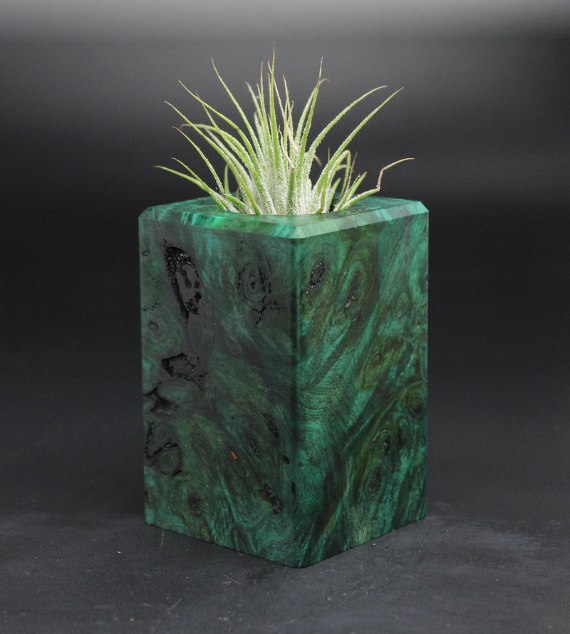 Wood Burl  Air Plant Holder - Maureen (Wood Burl, 701573)