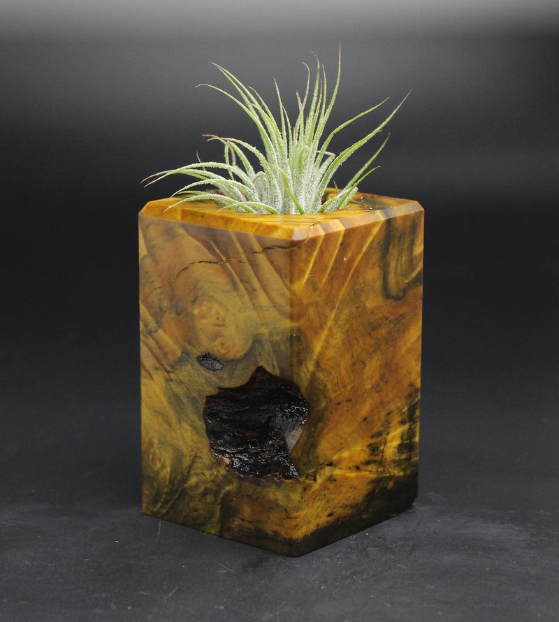 Wood Burl  Air Plant Holder - Braelynn (Wood Burl, 701574)