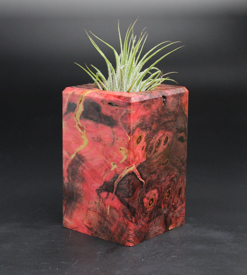 Wood Burl  Air Plant Holder - Dewey (Wood Burl, 701575)
