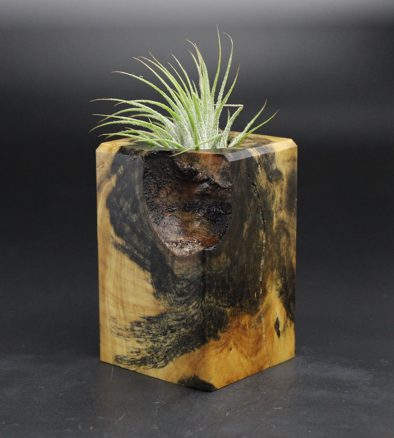 Wood Burl  Air Plant Holder - Juan (Wood Burl, 701576)