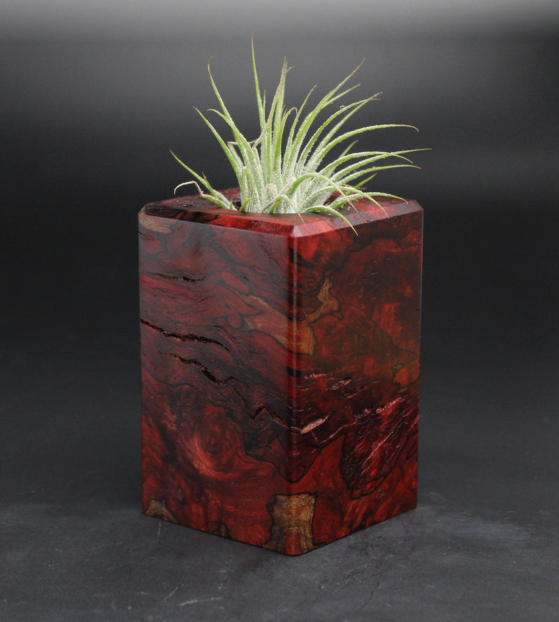 Wood Burl  Air Plant Holder - Annette (Wood Burl, 701577)