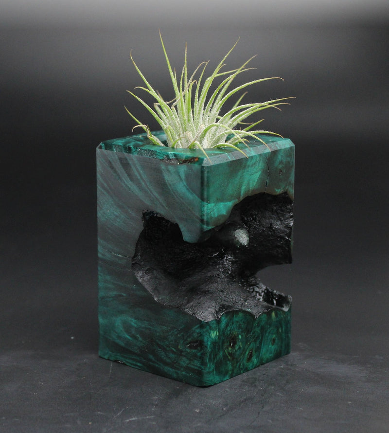 Wood Burl  Air Plant Holder - Kobe (Wood Burl, 701578)