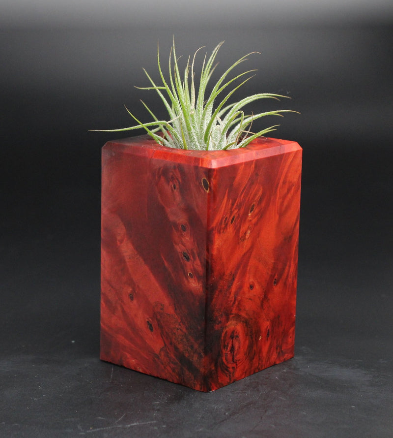Wood Burl  Air Plant Holder - Lena (Wood Burl, 701579)