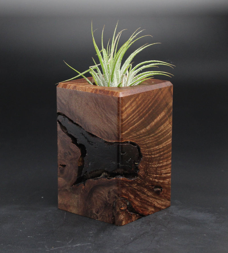 Wood Burl  Air Plant Holder - Lily (Wood Burl, 701580)