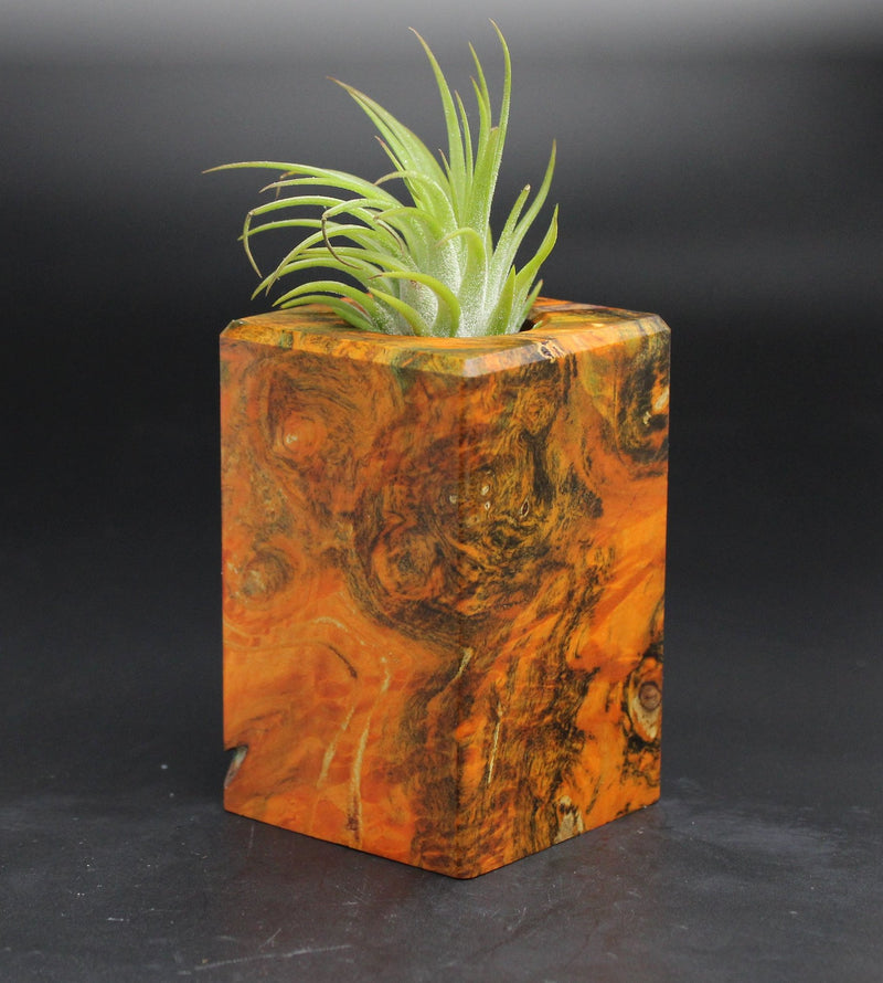 Wood Burl  Air Plant Holder - Christy (Wood Burl, 701581)