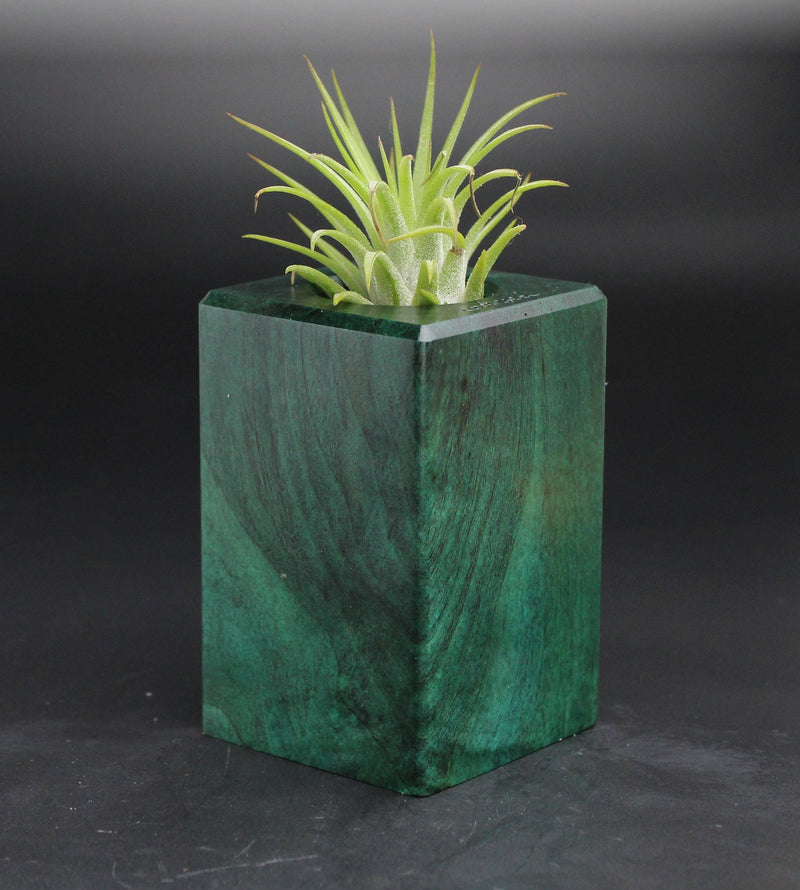 Wood Burl  Air Plant Holder - Raelyn (Wood Burl, 701582)