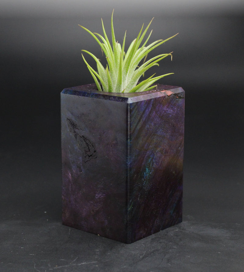 Wood Burl  Air Plant Holder - Anahi (Wood Burl, 701583)