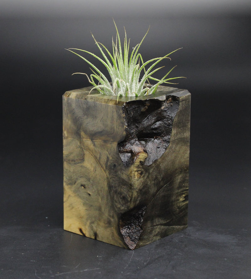 Wood Burl  Air Plant Holder - Marquis (Wood Burl, 701584)