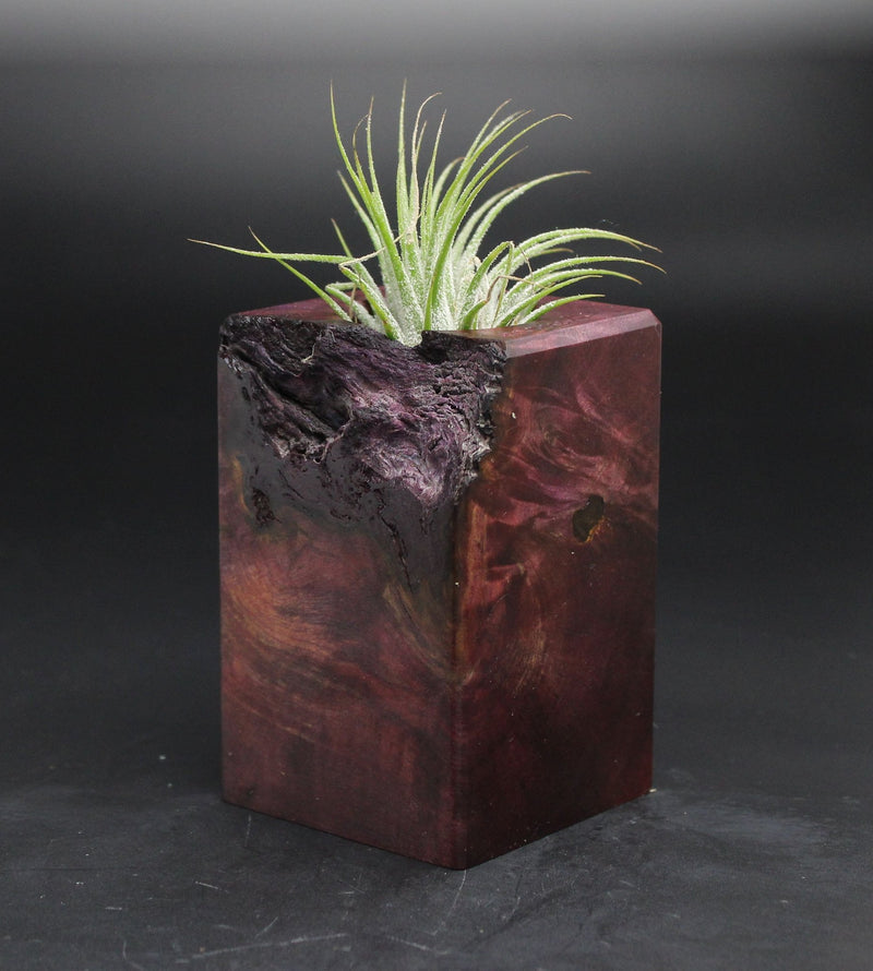 Wood Burl  Air Plant Holder - Marilyn (Wood Burl, 701585)