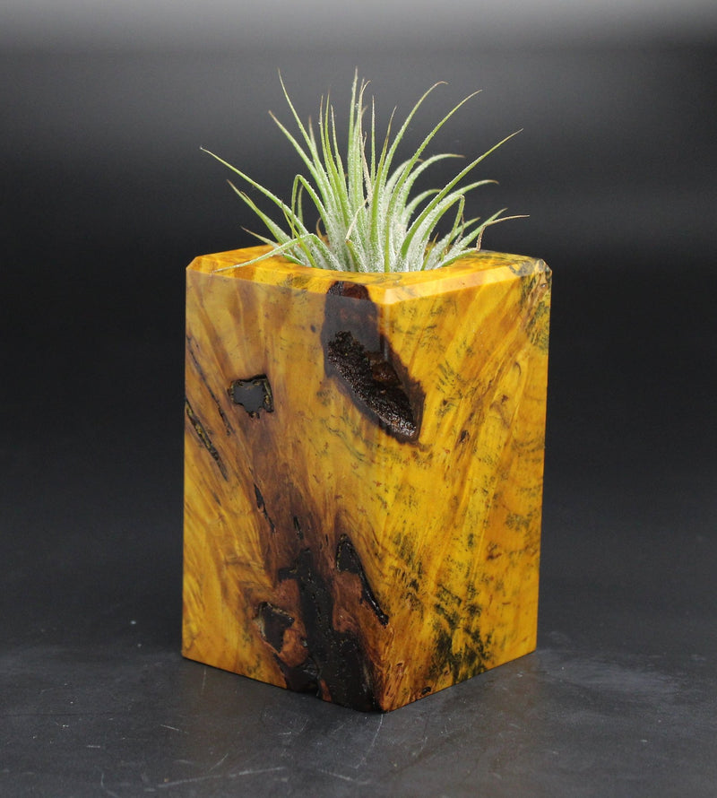 Wood Burl  Air Plant Holder - Susan (Wood Burl, 701586)
