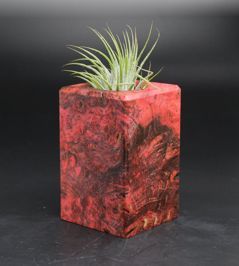 Wood Burl  Air Plant Holder - Desmond (Wood Burl, 701587)