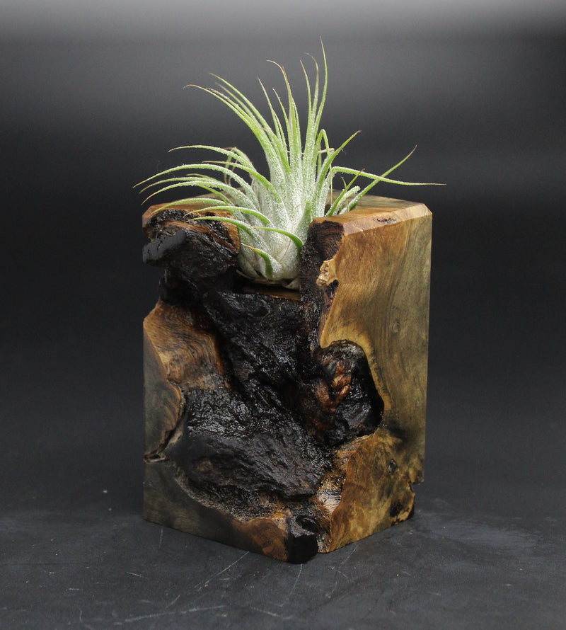 Wood Burl  Air Plant Holder - Lewis (Wood Burl, 701588)
