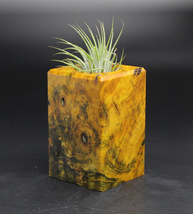 Wood Burl  Air Plant Holder - Rylie (Wood Burl, 701589)