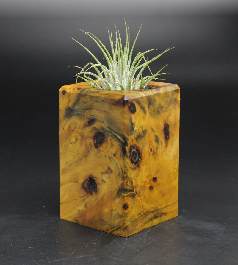Wood Burl  Air Plant Holder - Randy (Wood Burl, 701591)