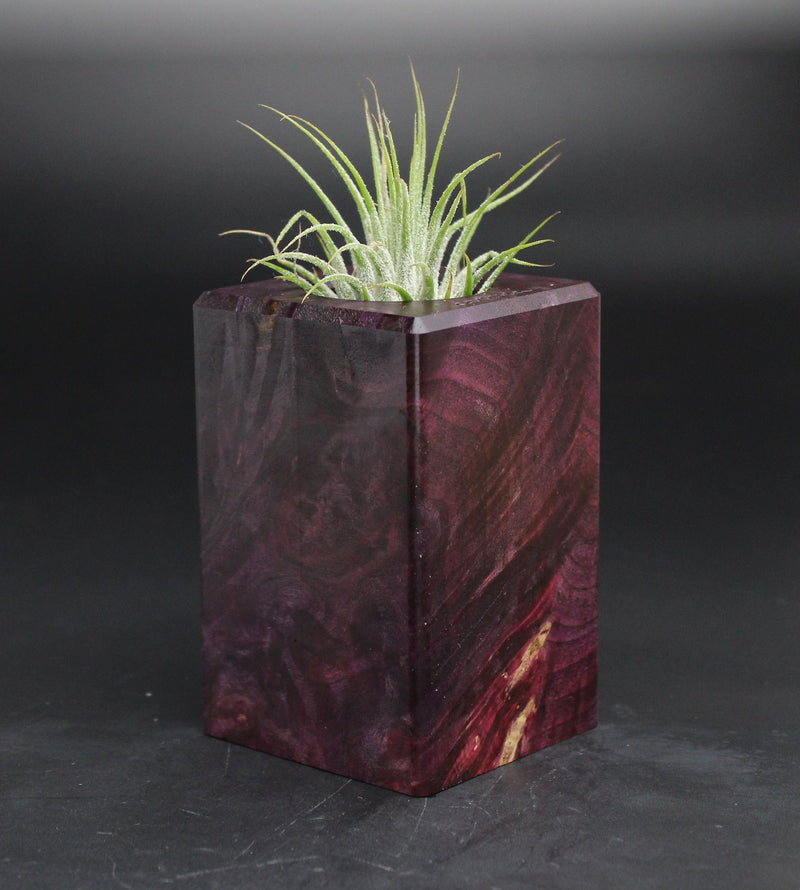 Wood Burl  Air Plant Holder - Ryleigh (Wood Burl, 701592)