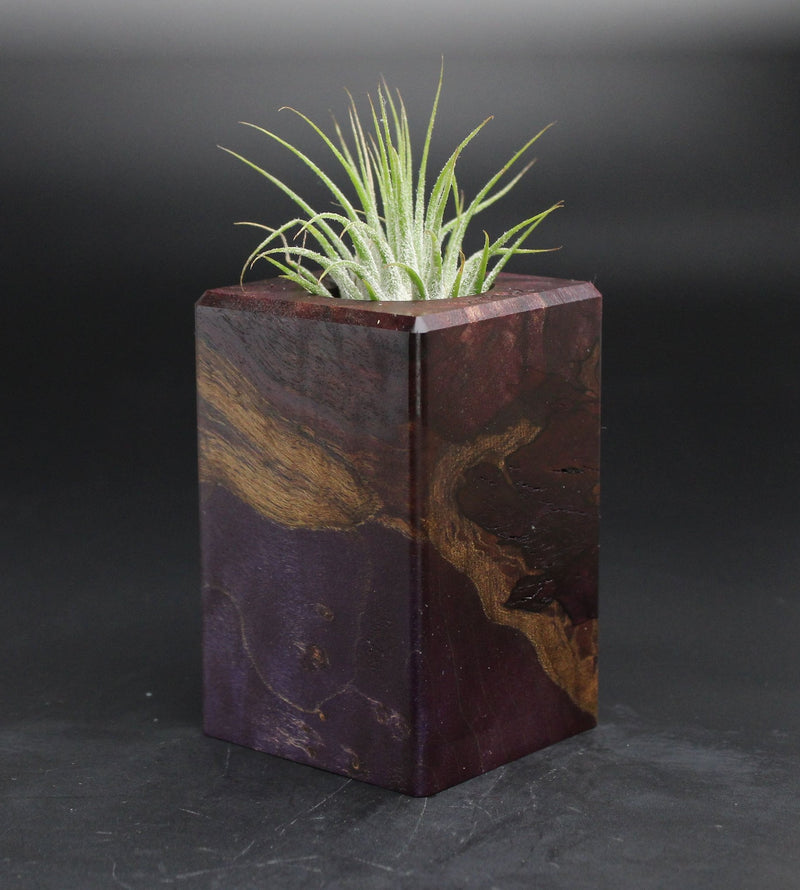 Wood Burl  Air Plant Holder - Patty (Wood Burl, 701593)