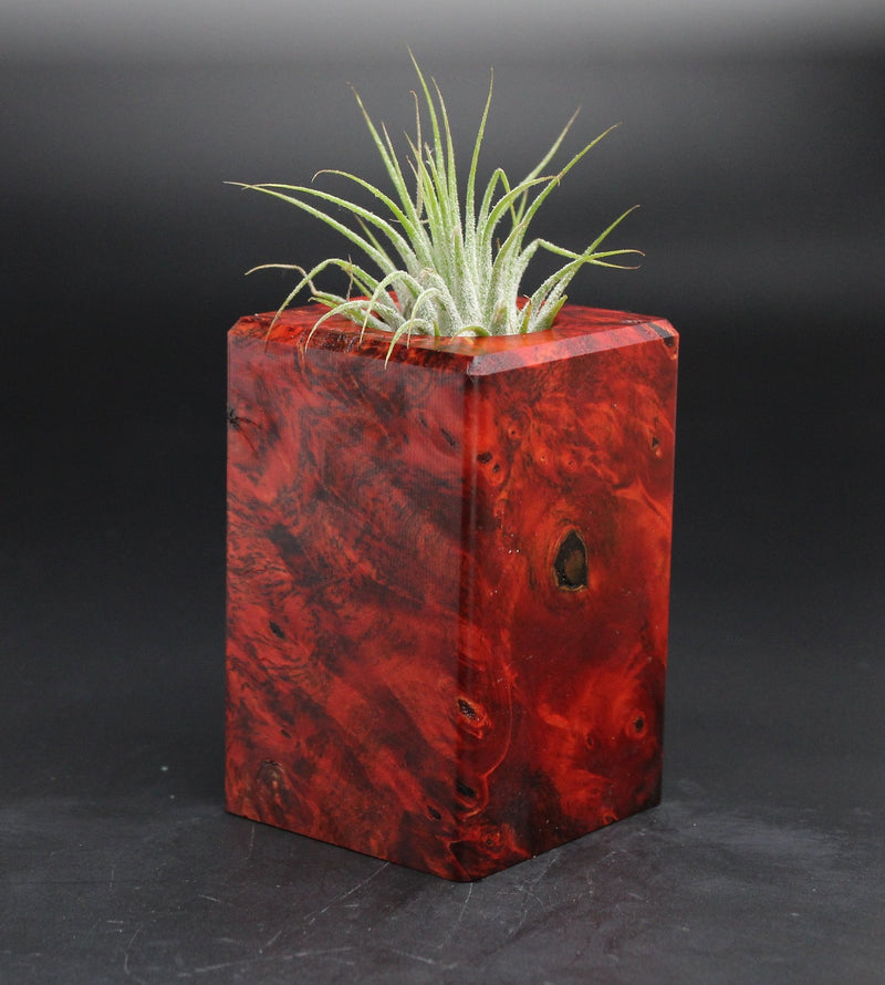 Wood Burl  Air Plant Holder - Irvin (Wood Burl, 701594)