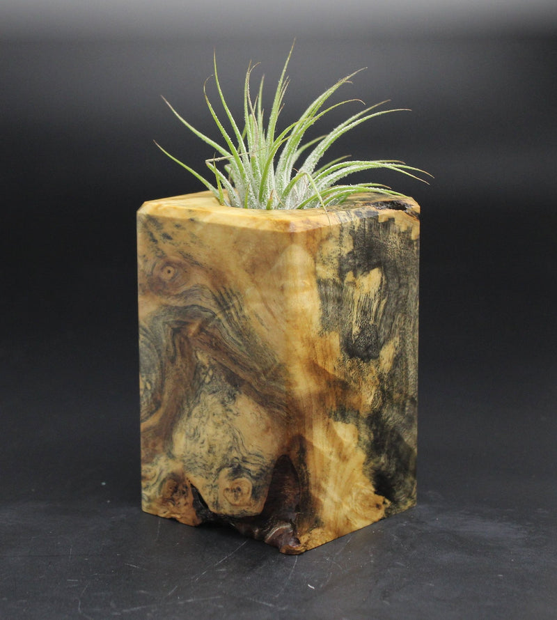 Wood Burl  Air Plant Holder - Rihanna (Wood Burl, 701595)
