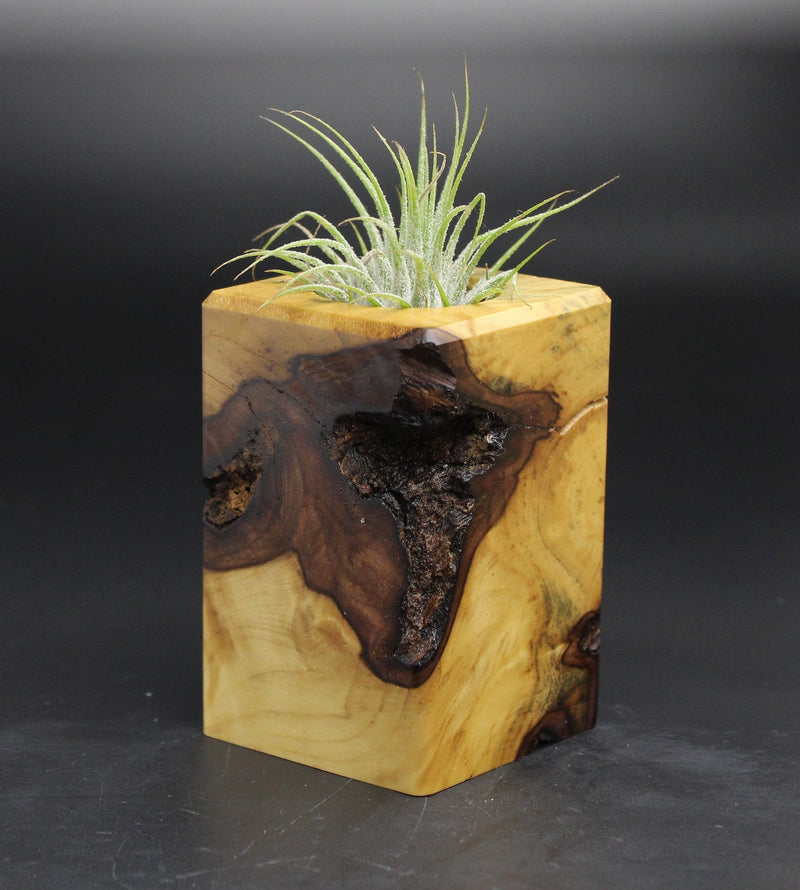 Wood Burl  Air Plant Holder - Kellen (Wood Burl, 701596)