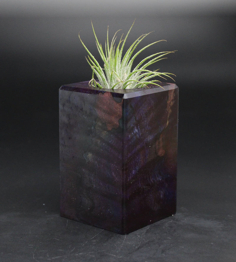Wood Burl  Air Plant Holder - Chasity (Wood Burl, 701597)