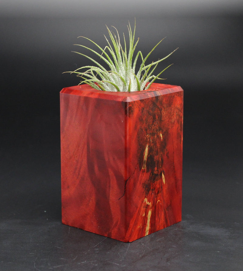 Wood Burl  Air Plant Holder - Cade (Wood Burl, 701598)
